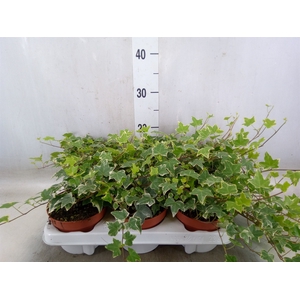 Hedera helix 'Eva'