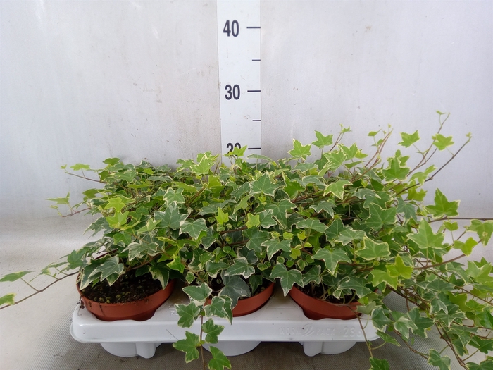<h4>Hedera helix 'Eva'</h4>