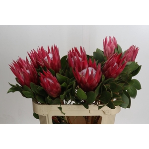 Protea Cynaroides Madiba