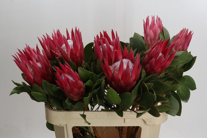Protea Cynaroides Madiba