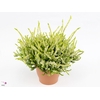 CALLU BL ANOUK