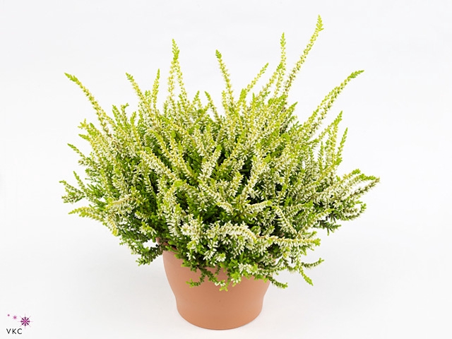 CALLU BL ANOUK