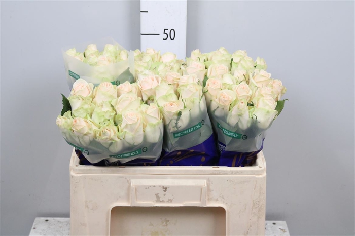 <h4>R Gr Wedding Rose</h4>