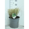 Pennisetum Alopecuroides Hameln