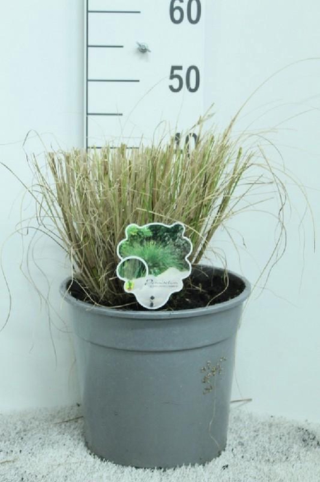 Pennisetum Alopecuroides Hameln