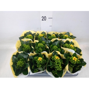 Kalanchoe  'African Sam'