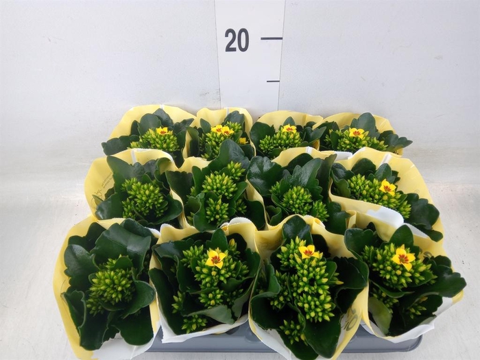 <h4>Kalanchoe  'African Sam'</h4>