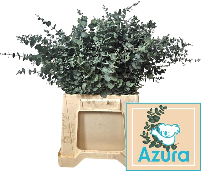 <h4>EUCA GU AZURA</h4>