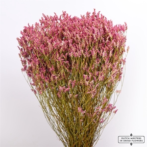 Dried Limonium Diamond D. Pink Bunch