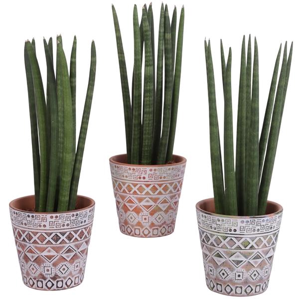 <h4>Sansevieria Cylindrica Straight 10 Leaf Ø14cm Ceramic Pot Maya</h4>