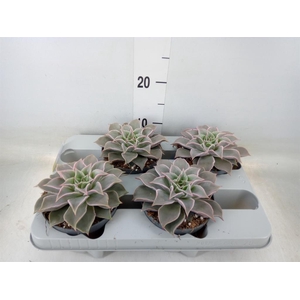 Echeveria   ...