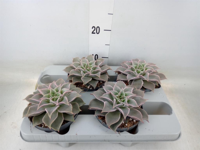 <h4>Echeveria   ...</h4>