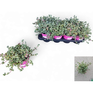 LAMPRANTHUS ROSEUS