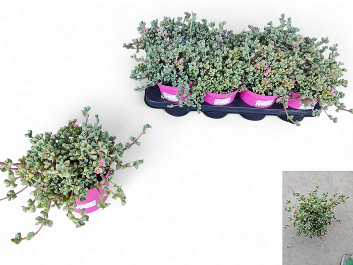 <h4>LAMPRANTHUS ROSEUS</h4>