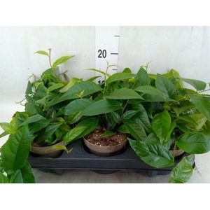 Ficus sagittata