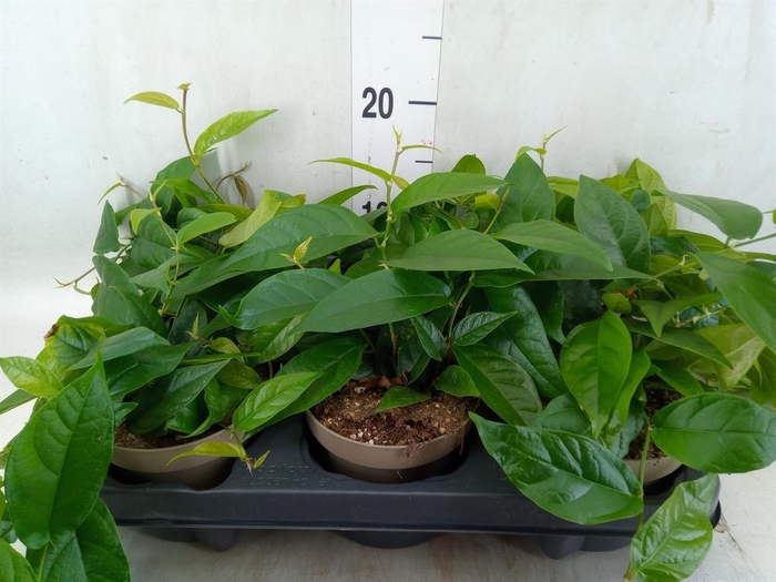 <h4>Ficus sagittata</h4>
