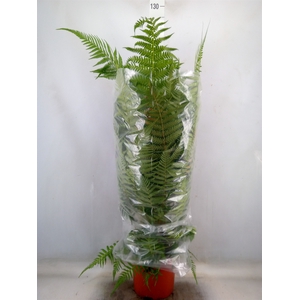 Dicksonia antarctica