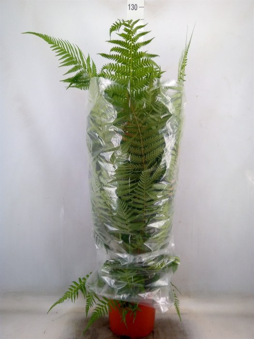 <h4>Dicksonia antarctica</h4>