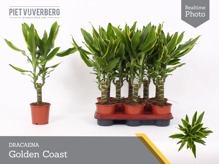 <h4>Dracaena frag. Golden Coast</h4>