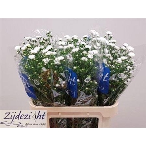 Aster Cassy