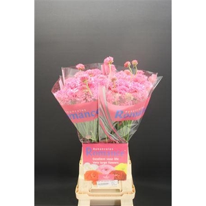 Ran Rom Poodle Ramlia