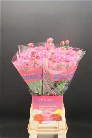 <h4>Ran Rom Poodle Ramlia</h4>