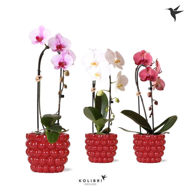 <h4>Phalaenopsis Elegant Cascade</h4>