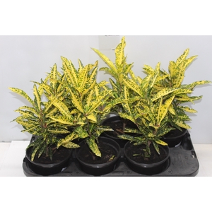 CROTON GOLDEN SUN P15