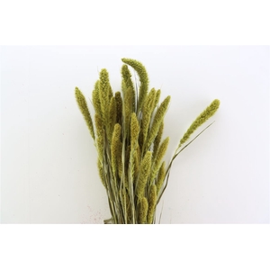 Dried Setaria Apple Green Bunch