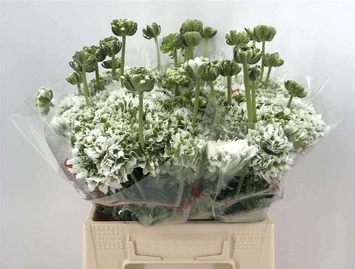 <h4>Ran Pon 1st Igloo</h4>