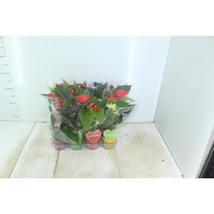 ANTHURIUM VARIADO P09