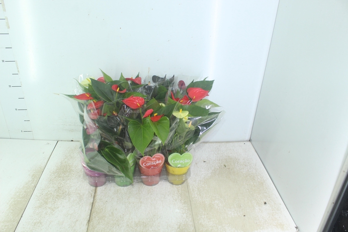 <h4>ANTHURIUM VARIADO P09</h4>