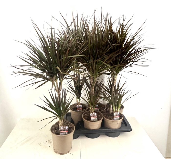 <h4>Dra Marg Magenta</h4>