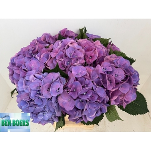 HYDR M BEAU CALYP PA