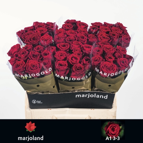 <h4>R Gr Red Naomi Marjoland 33</h4>