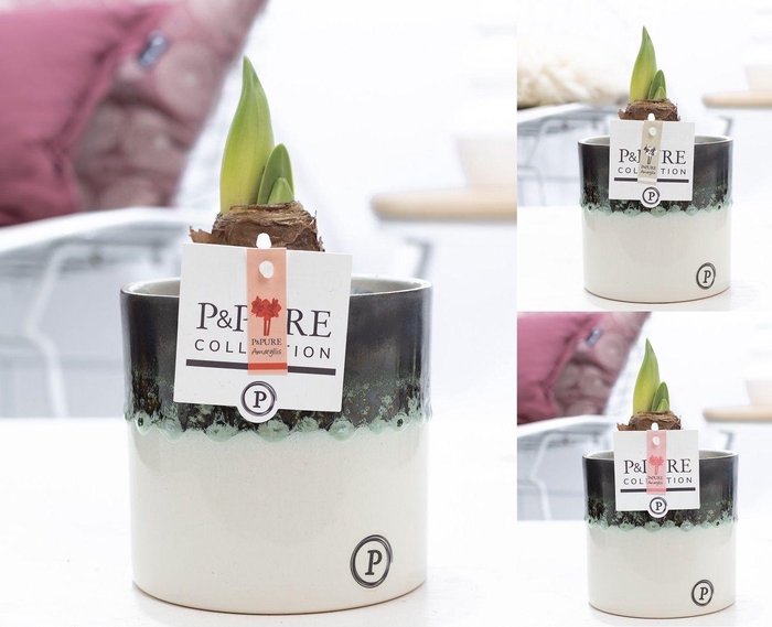 <h4>Hippeastrum mix in P&PURE Illusion cer. perfectly imperfectable</h4>