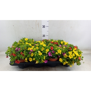Calibrachoa  'Cabaret MM Candyhous'