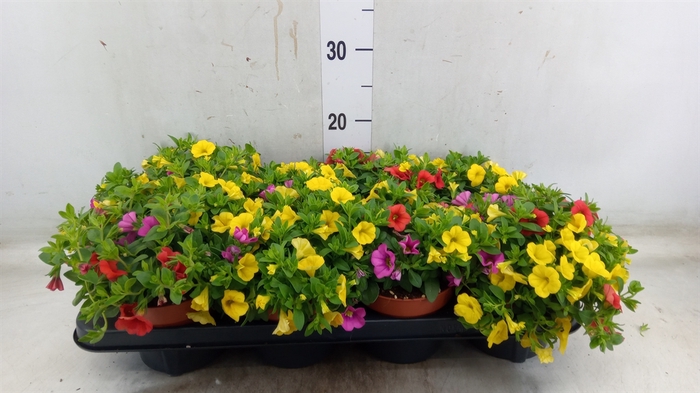 <h4>Calibrachoa  'Cabaret MM Candyhous'</h4>