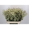 Chamelaucium Ivory Pearl
