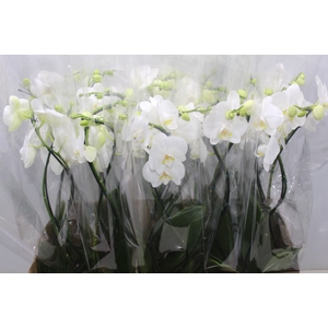 PHALAENOPSIS P12 VARIADO 2 HT ESPIR
