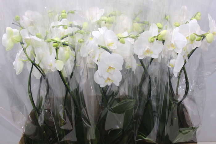 <h4>PHALAENOPSIS P12 VARIADO 2 HT ESPIR</h4>