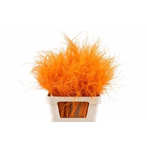 Dried Stypha Penata Orange(10 Toef) Bunch
