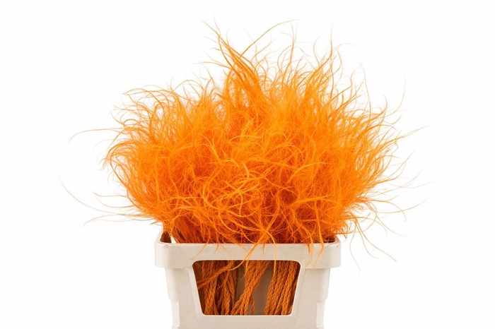 <h4>Dried Stypha Penata Orange(10 Toef) Bunch</h4>