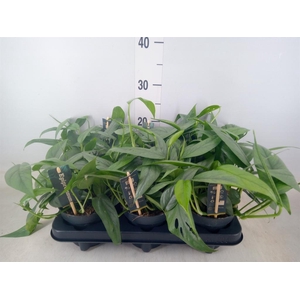 Epipremnum pinn. 'Cebu Blue'