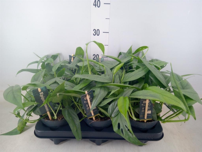 <h4>Epipremnum pinn. 'Cebu Blue'</h4>