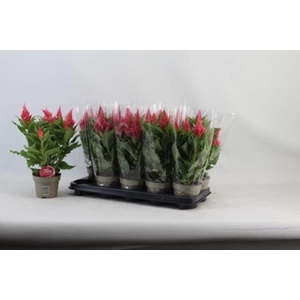 Celosia argentea Flirt Salmon 12Ø 38cm