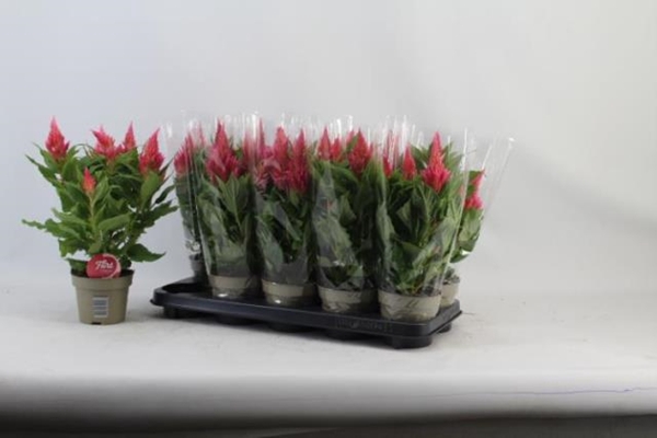 Celosia argentea Flirt Salmon 12Ø 38cm