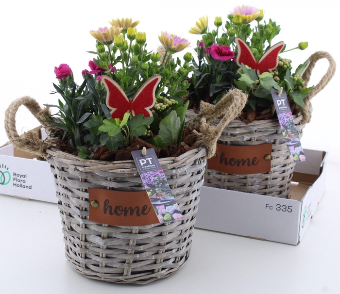 <h4>ARR TUINPLANTEN</h4>