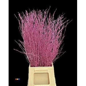 Betula / Berkentak Metallic Cerise