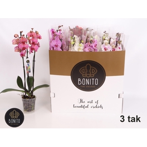 PHAL GEM 5 KL